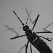 Female tiger mosquito by Filiz Gunay