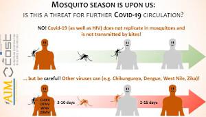 No risk of COVID-19 from mosquitoes