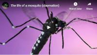 Aedes Life cycle thumbnail